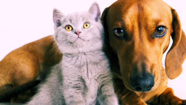 Nessuna tassa alle associazioni che si occupano di randagismo