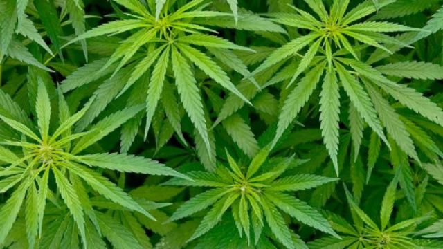 In alto, foglie della pianta marijuana