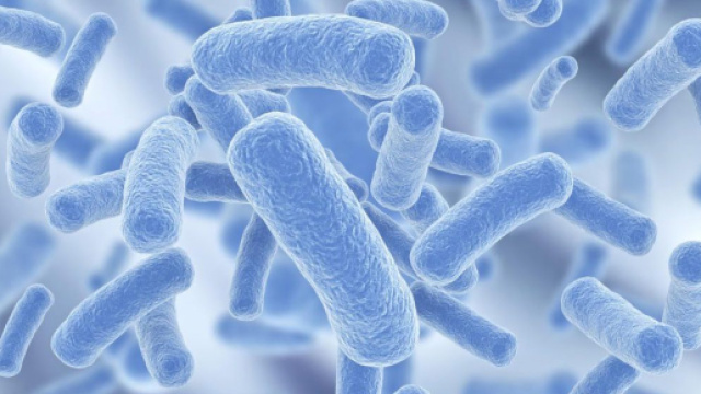 La dermatite atopica &egrave; collegata a modifiche della flora batterica