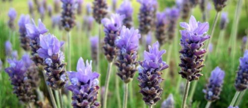 Lavanda: Usos y Contraindicaciones Indigo hierbas - indigohierbas.es