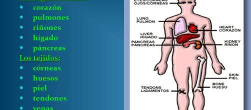 &iquest;Qu&eacute; &oacute;rganos se pueden donar en vida?