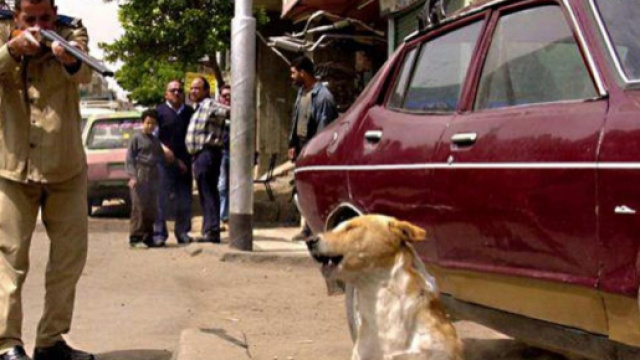 Strage di cani in Marocco da parte della polizia (immagine di repertorio)