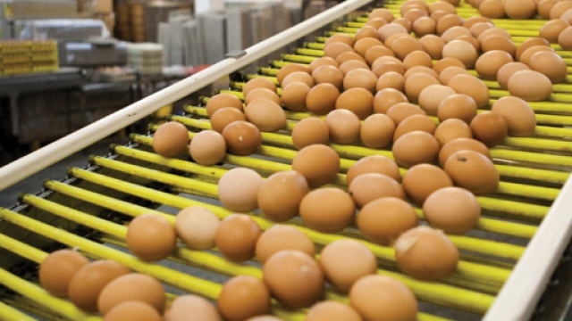 Usa, &egrave; allarme per uova alla salmonella, oltre 200 milioni ... - improntaunika.it