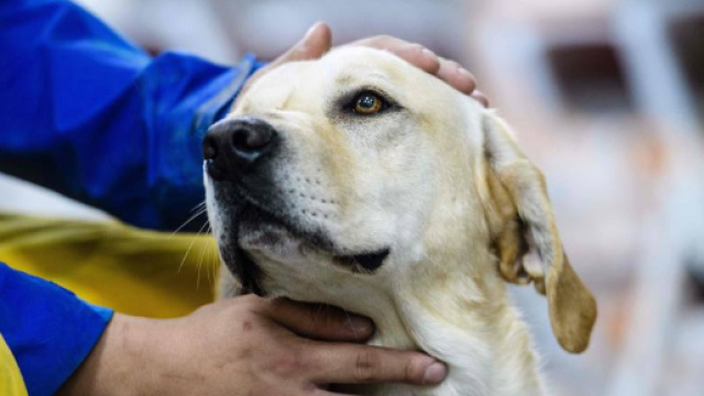 Padrone in arresto cardiaco, i cani lo salvano dando l'allarme