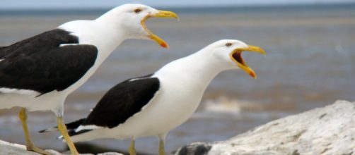 5 curiosidades incre&iacute;bles sobre las gaviotas | Curiosidades - curiosidades.com
