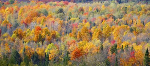 Environment - Rob Taylor via Flickr