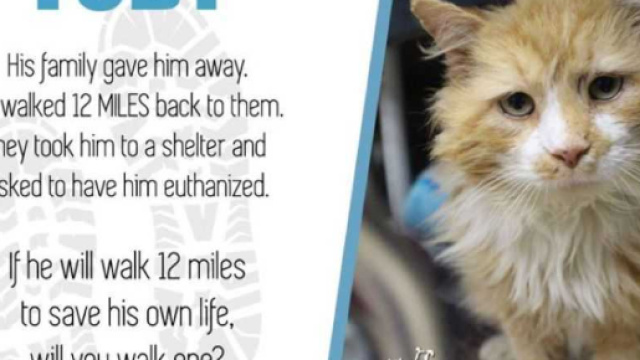 Il gatto Toby ha percorso molti km per tornare dai padroni ma loro vogliono ucciderlo