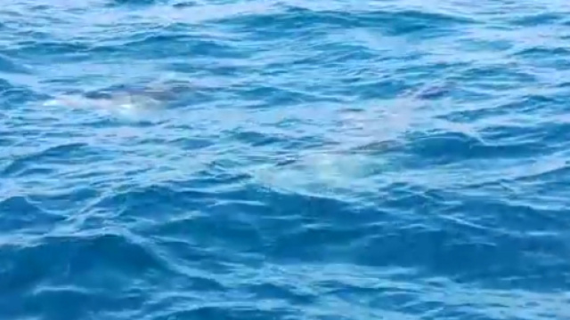 Salento, un video bellissimo nel mare.