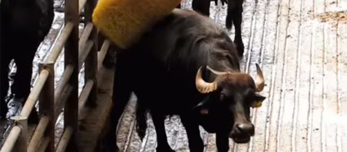 These water buffaloes in Italy are being pampered so that they can create stress-free milk. [Image source: AP Archive/YouTube]