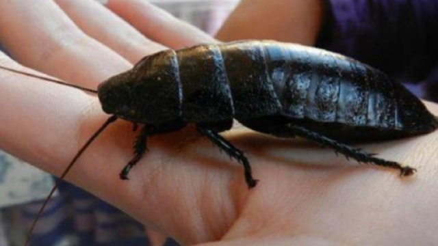 Arrivano le blatte volanti, l'esperta spiega come evitare che entrino in casa
