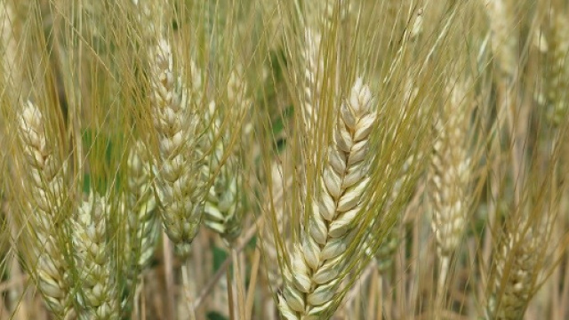 Grano canadese con glifosato? No, grazie