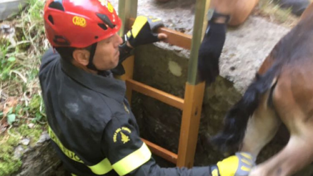 Teramo: Puledro cade nel tombino la mamma chiede aiuto