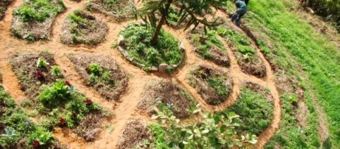 La Permacultura: un estilo de vida sustentable