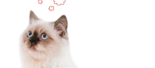 &iquest;Quieres saber por qu&eacute; ronronea un gato?