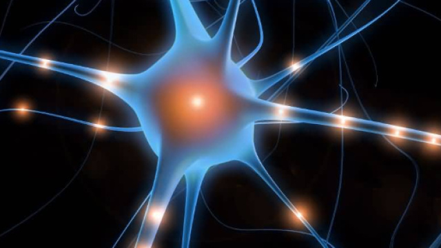 La salamandra che pu&ograve; aiutarci nella ricerca medica