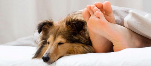 As&iacute; influye tu mascota en tu vida amorosa