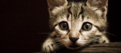 Cuidados gatunos &ndash; Sonrisas de gato - sonrisasdegato.com