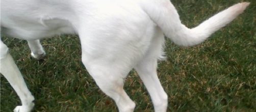 Displasia de cadera en los perros