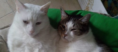 Por qu&eacute; el gato rasca el plato cuando le pones la comida