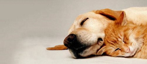 Primeros auxilios para mascotas