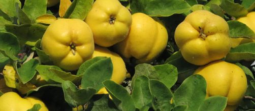 Propiedades del membrillo: conoce sus beneficios nutricionales ... - innatia.com