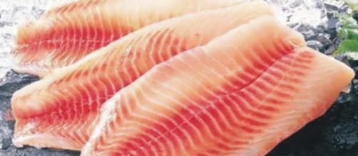 Tilapia, el pez mortal para todos