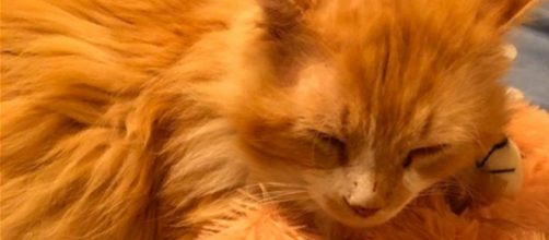 Un gato camin&oacute; 19 kms para volver a su hogar con un final desafortunado