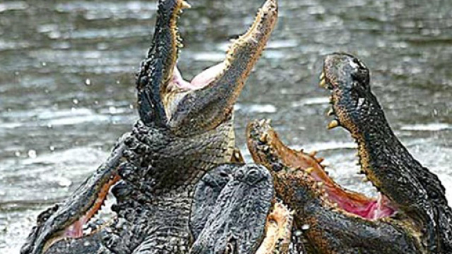 In Messico uno stupratore rischia di essere divorato da due coccodrilli