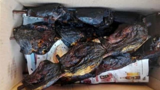 Nutrie arrosto e spiedini di topo, il nauseabondo sequestro al mercato di Porta Palazzo a Torino