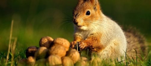 Ardillas en oto&ntilde;o - Im&aacute;genes - Taringa! - taringa.net