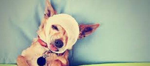 Los animales tambi&eacute;n sienten dolor