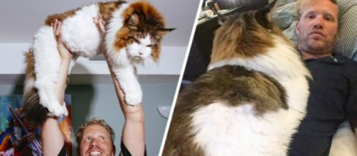 El gato m&aacute;s grande de NY sale de paseo y la reacci&oacute;n de la gente es una locura