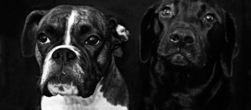 La cifra de abandonos de mascotas en Espa&ntilde;a constituye un problema que precisa una mayor intervenci&oacute;n