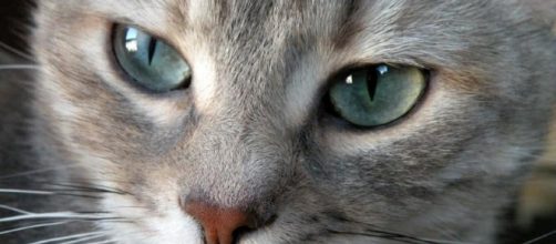 Mi gato est&aacute; fracturado, &iquest;qu&eacute; hacer si el gato tiene la pata rota ... - notigatos.es