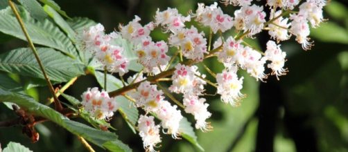 Casta&ntilde;o de Indias. Para qu&eacute; sirve, Propiedades y Beneficios