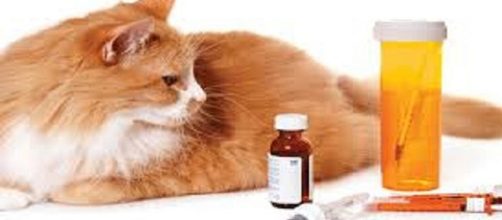 Mi gato tiene dolor,y ahora, &iquest;qu&eacute; hago?