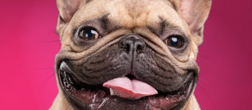 S&iacute;ndrome respiratorio del perro braquic&eacute;falo