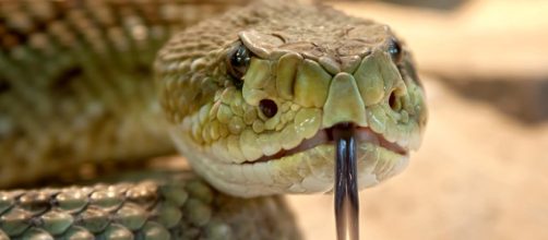 &iquest;Qu&eacute; hacer, si eres mordido por una serpiente?