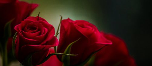 'The Bachelorette' 2018 spoilers (Photo credit: Tomasz Lusiak via Flickr).