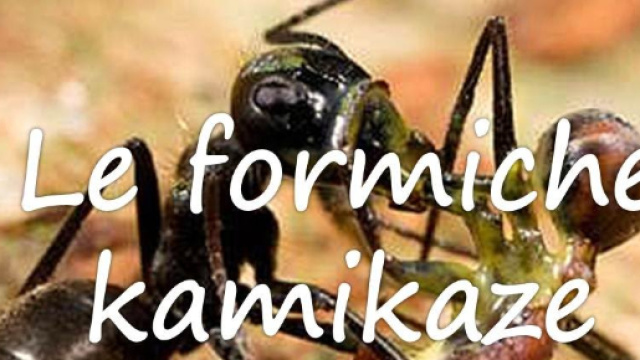 Formica kamikaze, incredibile scoperta: esplode per uccidere il nemico che le minaccia