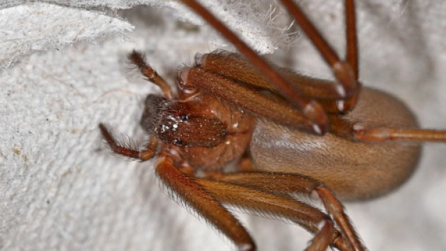 Il morso del ragno violino pu&ograve; essere letale