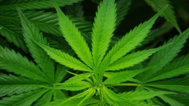 In Svizzera la cannabis &egrave; legale e si compra al supermercato