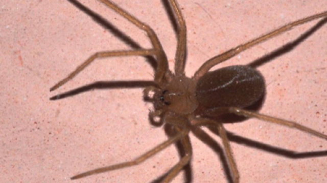 Un ragno violino morde un uomo, rischia la vita