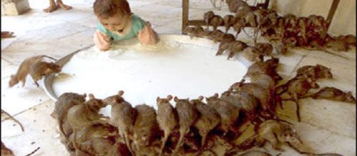 Aprendiendo un poco sobre Leptospirosis: de las ratas a la boca