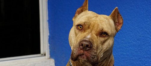Los perros Pitbulll han sido injustamente catalogados como perros asesinos