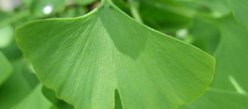 El poder antioxidante del Ginkgo Biloba