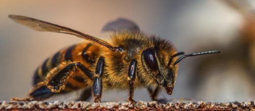 Uni&oacute;n Europea proh&iacute;be tres pesticidas para proteger a las abejas ... - elespectador.com
