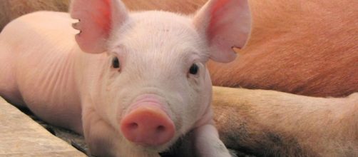 Vivir&iacute;as con un coraz&oacute;n de cerdo? Podr&iacute;a ser la alternativa a la ... - elespanol.com