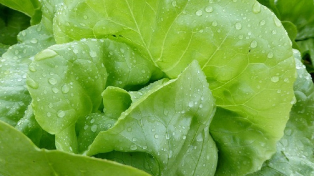 &Egrave; allarme negli Usa per la lattuga romana contaminata da un batterio