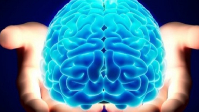 Eccezionale esperimento negli Stati Uniti, cervelli di maiale rianimati e tenuti in vita per 36 ore